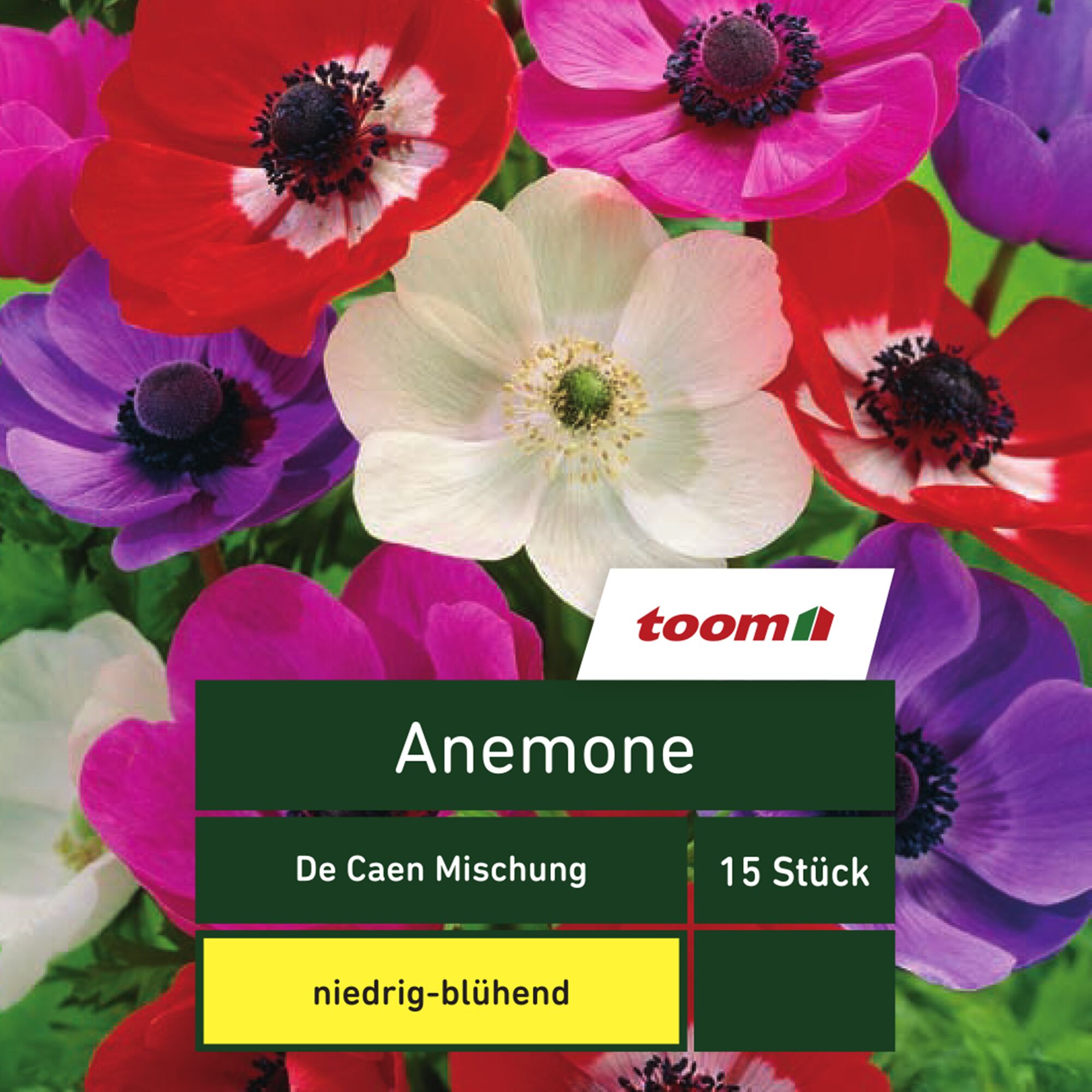 Anemonen in verschiedenen Farben