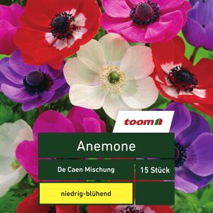 Anemone 'De Caen Mischung', 15 Stück, mehrfarbig