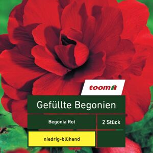 Gefüllte Begonien 'Begonia', 2 Stück, rot