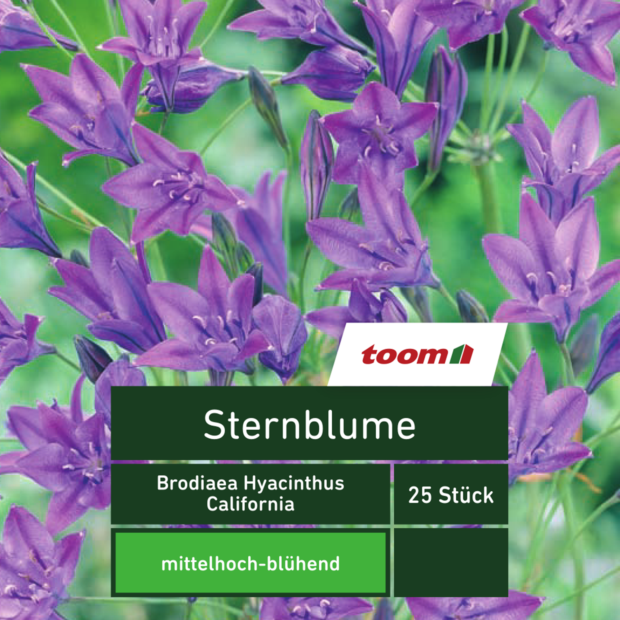 Sternblume 'Brodiaea Hyacinthus California', 25 Stück, blau + product picture