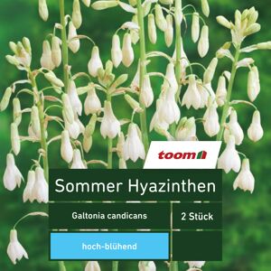 Sommer-Hyazinthen 'galtonia candicans', 2 Stück, weiß