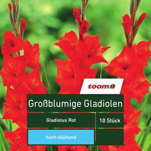 Großblumige Gladiolen 'Gladiolus', 10 Stück, rot