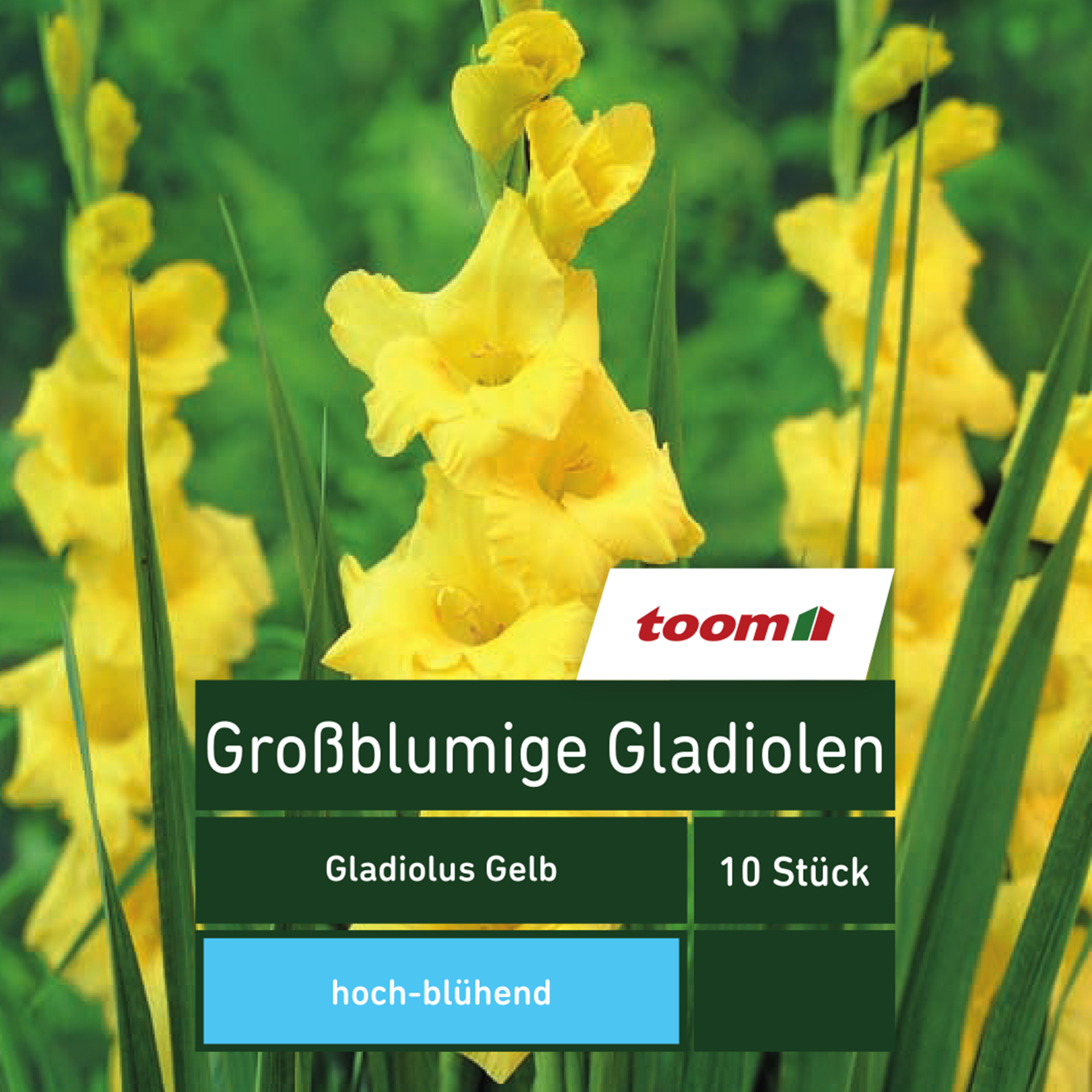 Großblumige Gladiolen 'Gladiolus', 10 Stück, gelb + product picture