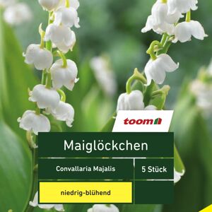 Maiglöckchen 'Convallaria Majalis', 5 Stück, weiß