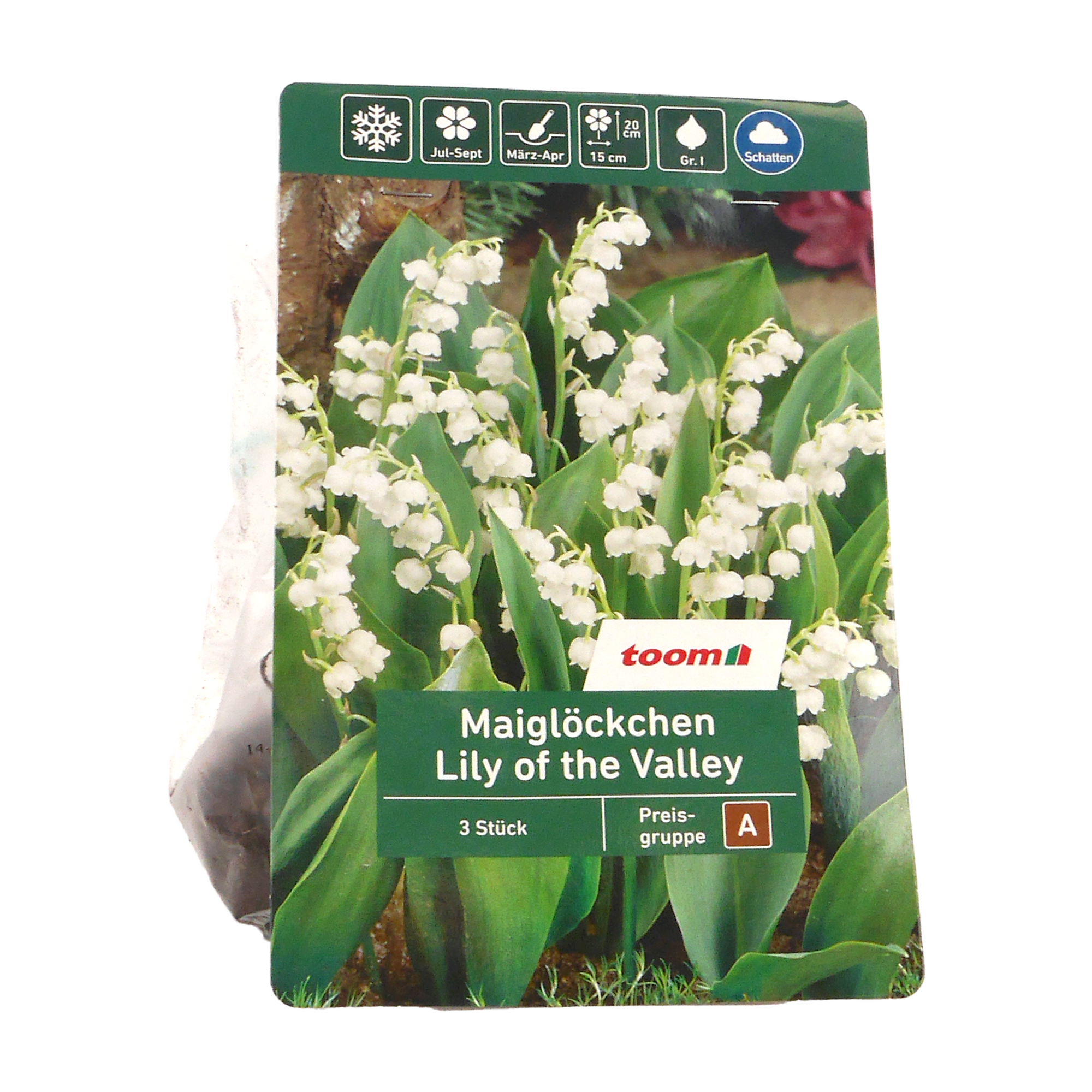 Maiglöckchen 'Lily of the Valley' 3 Stück, weiß