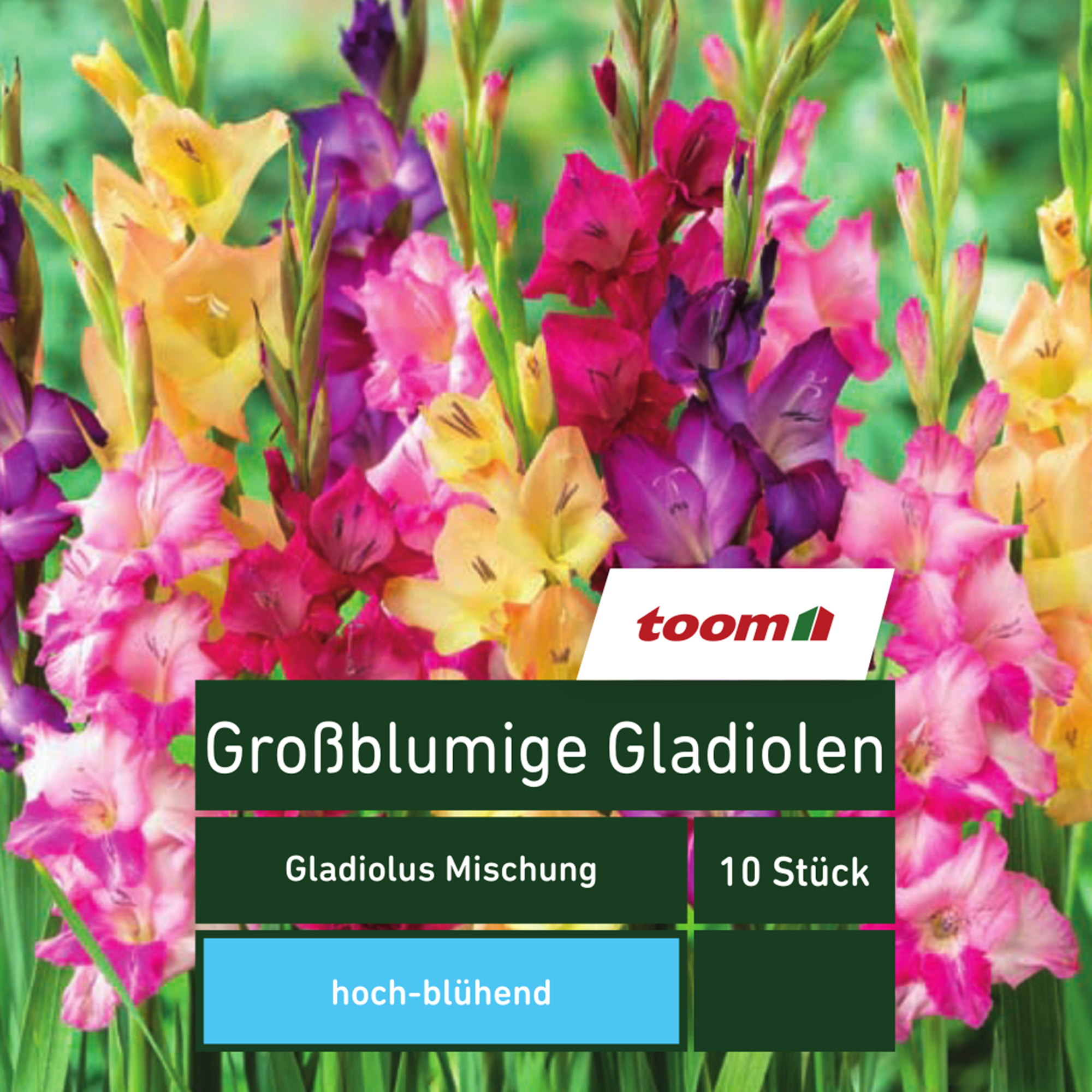 Großblumige Gladiolen 'Gladiolus Mischung', 10 Stück, mehrfarbig