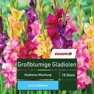 Großblumige Gladiolen 'Gladiolus Mischung', 10 Stück, mehrfarbig