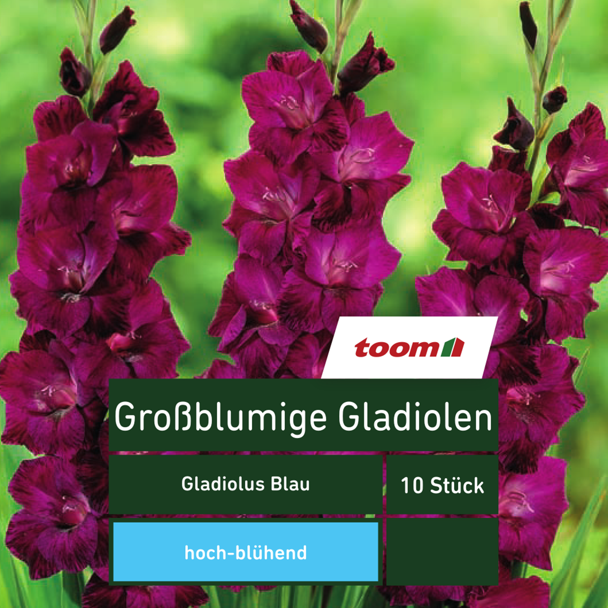 Großblumige Gladiolen 'Gladiolus', 10 Stück, blau + product picture