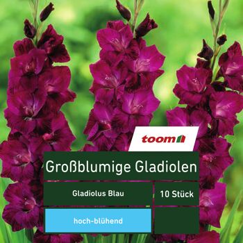 Pflanzen online bestellen toom Baumarkt