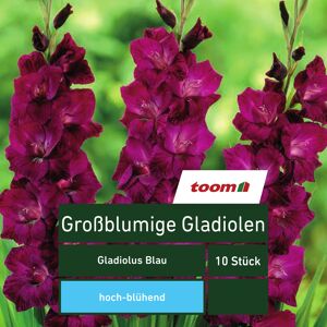 Großblumige Gladiolen 'Gladiolus', 10 Stück, blau