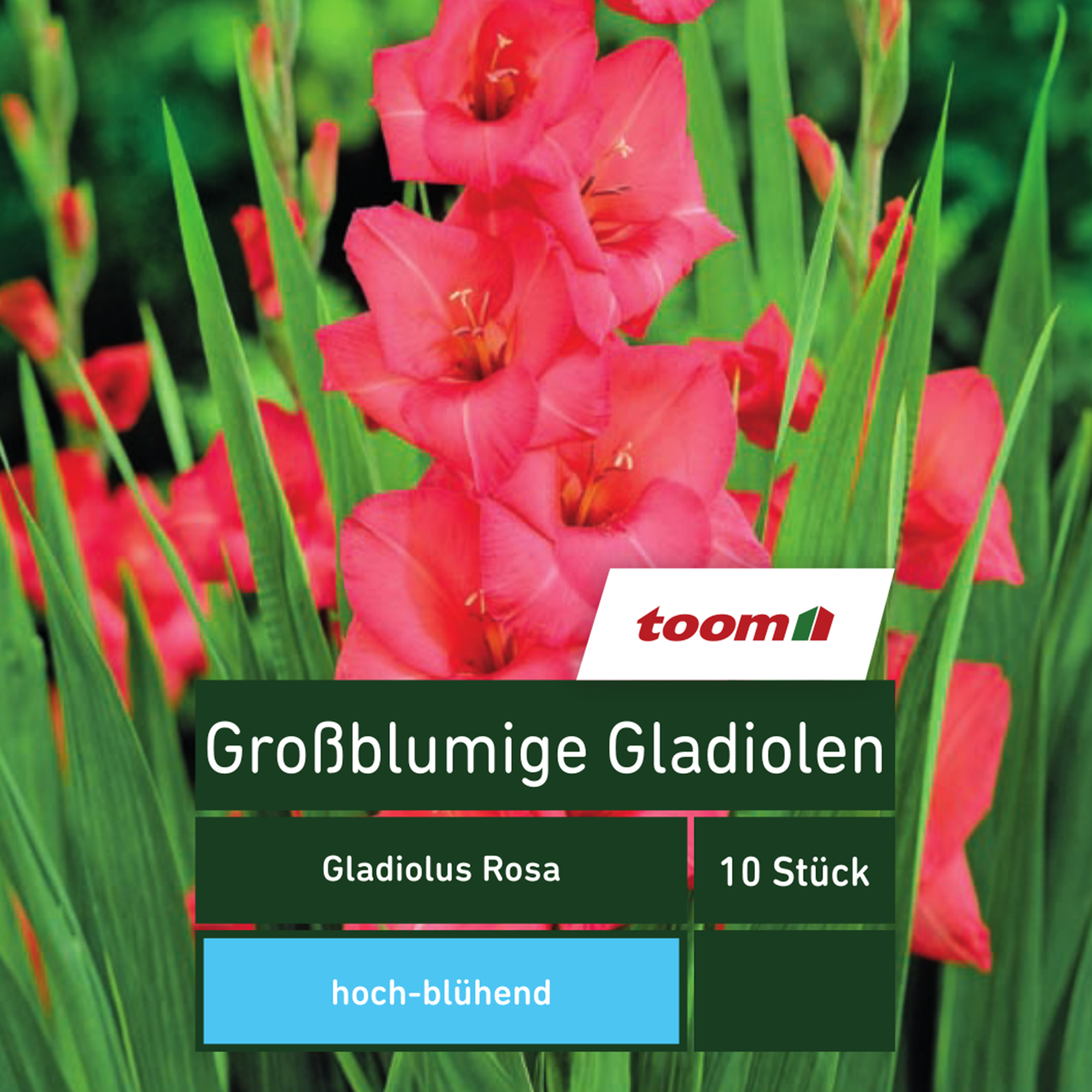 Gladiolos de flor grande 'Gladiolus', 10 uds., rosa