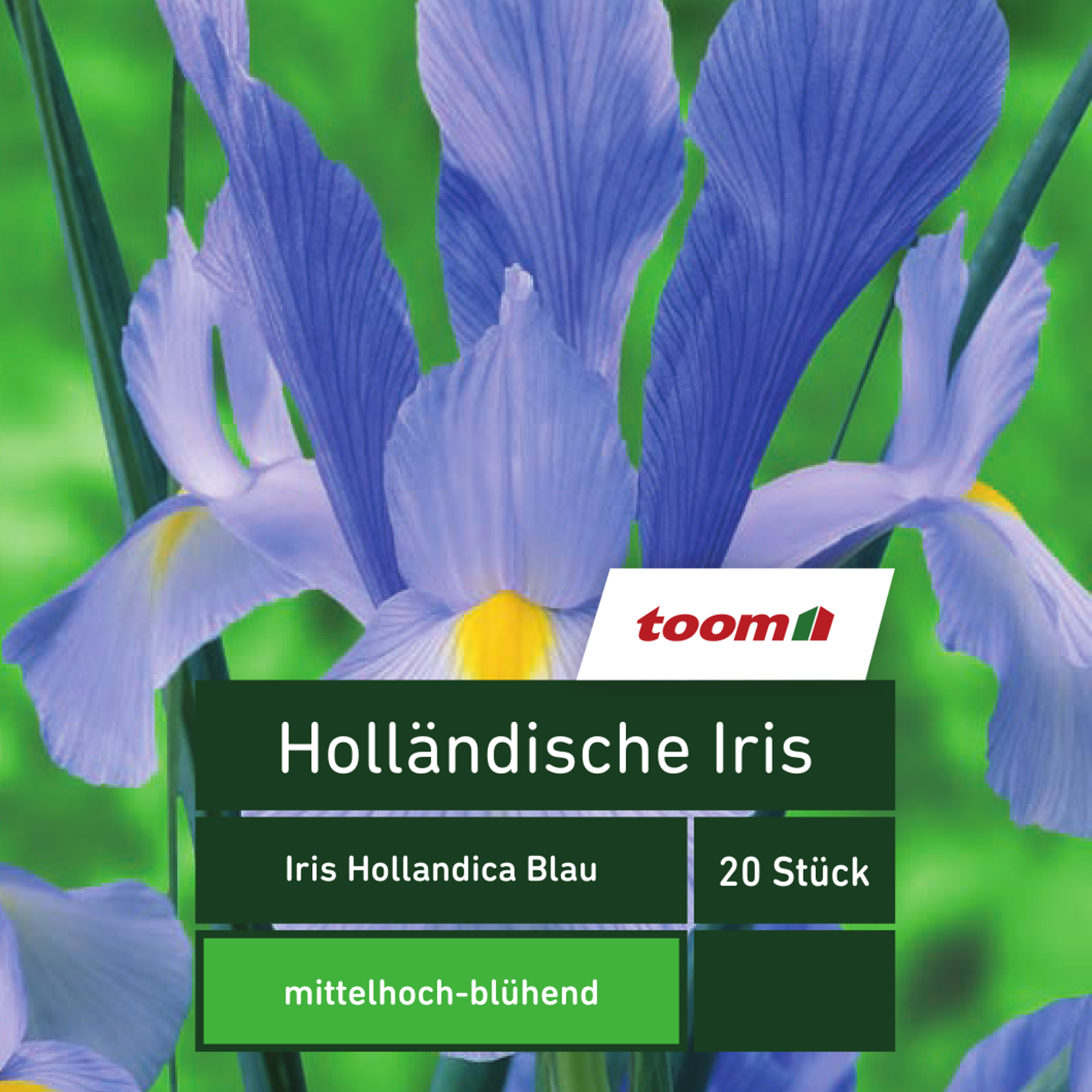Holländische Iris 'Iris Hollandica', 20 Stück, blau + product picture