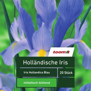 Holländische Iris 'Iris Hollandica', 20 Stück, blau