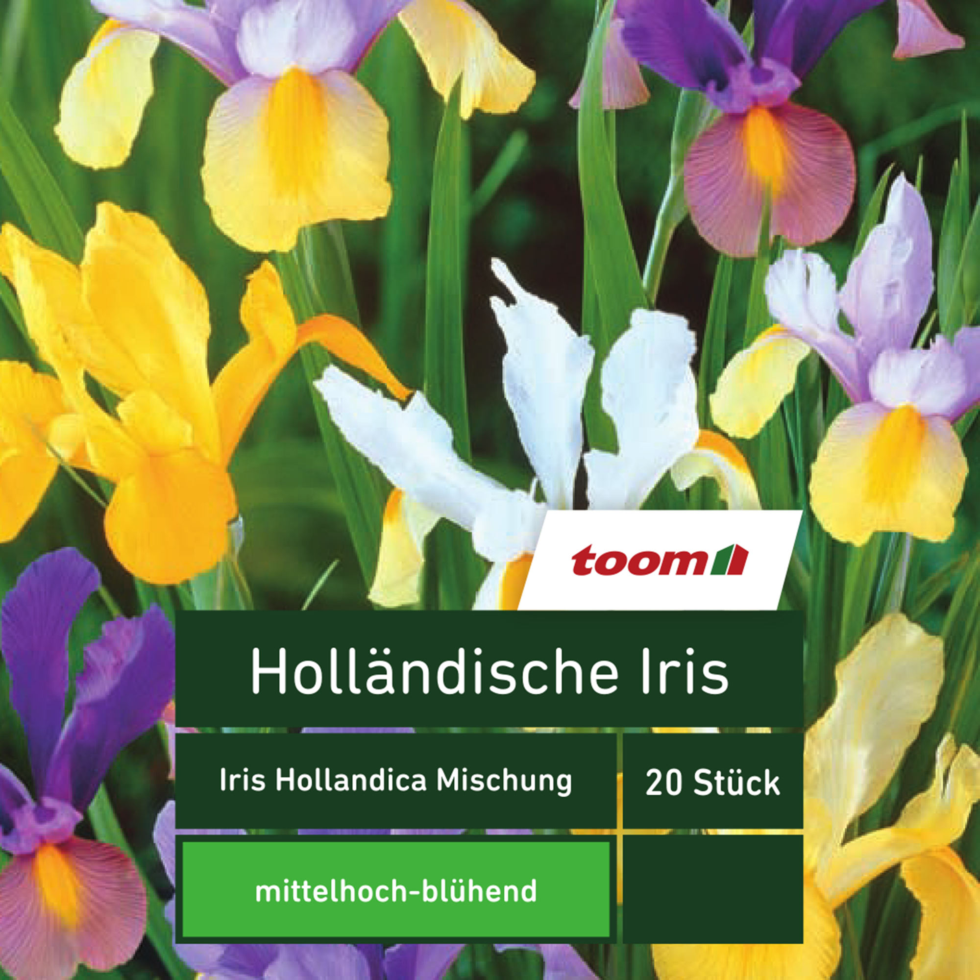 Holländische Iris 'Iris Hollandica', 20 Stück, mehrfarbig + product picture