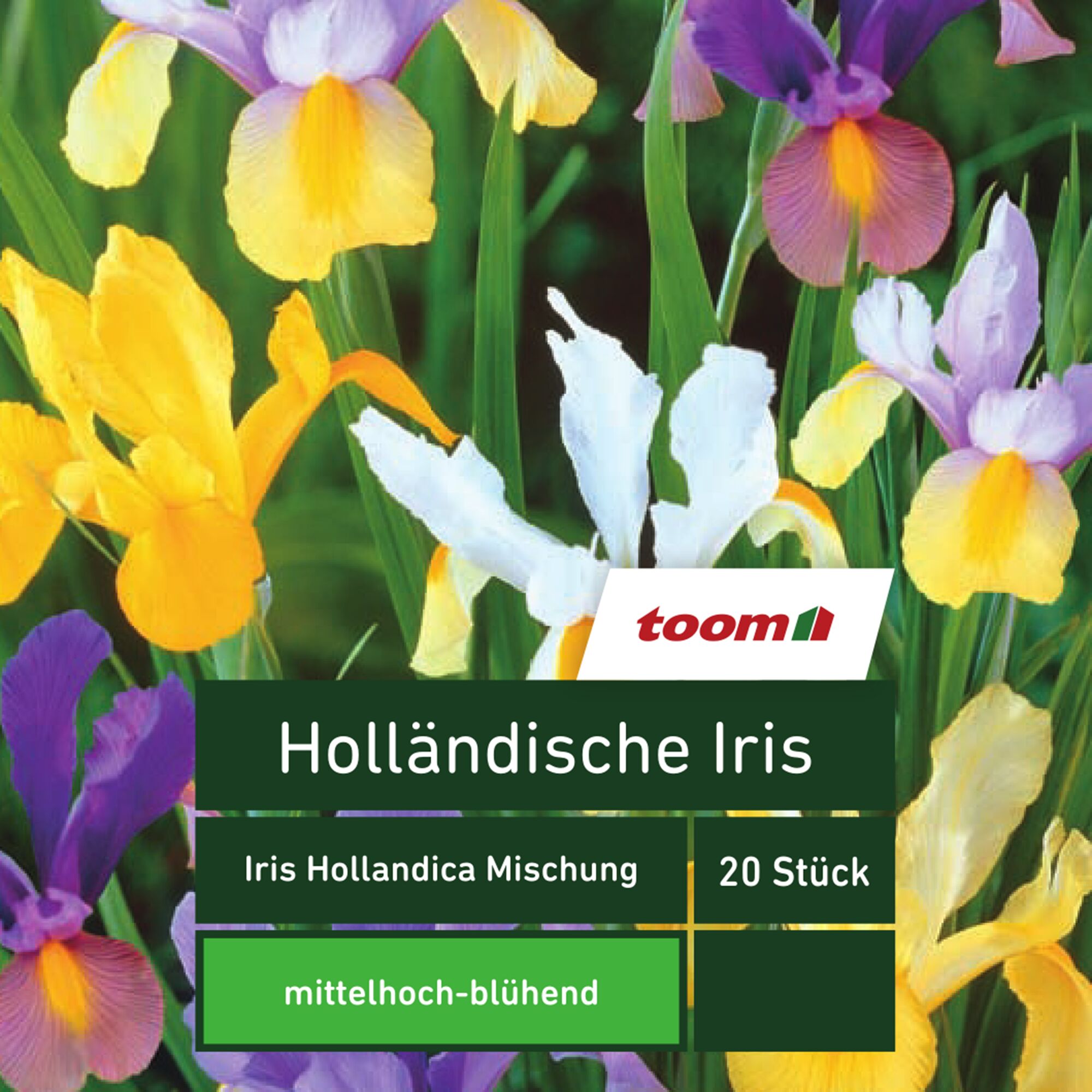 Bunte Mischung aus Holländischer Iris