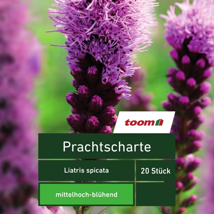Liatris spicata, 20 Stück, mittelhoch-blühend