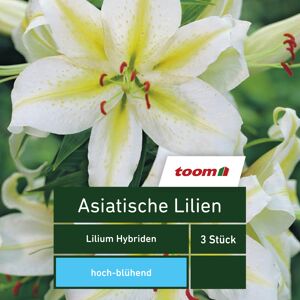 Asiatische Lilien 'Lilium Hybriden', 3 Stück, weiß-gelb