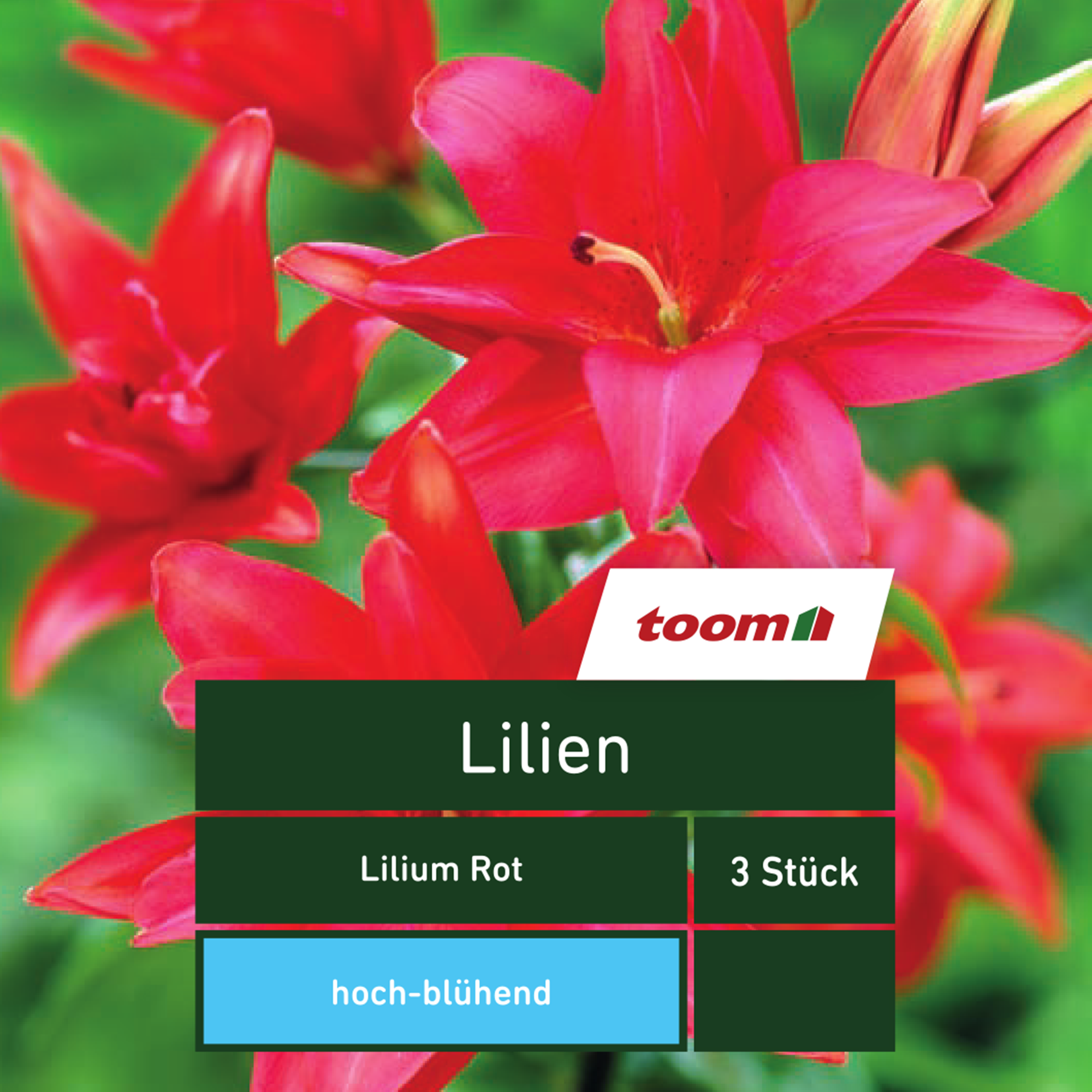 Lilien 'Lilium', 3 Stück, rot
