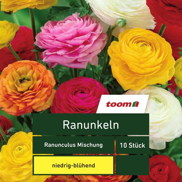 Ranunkeln 'Ranunculus', 10 Stück, mehrfarbig