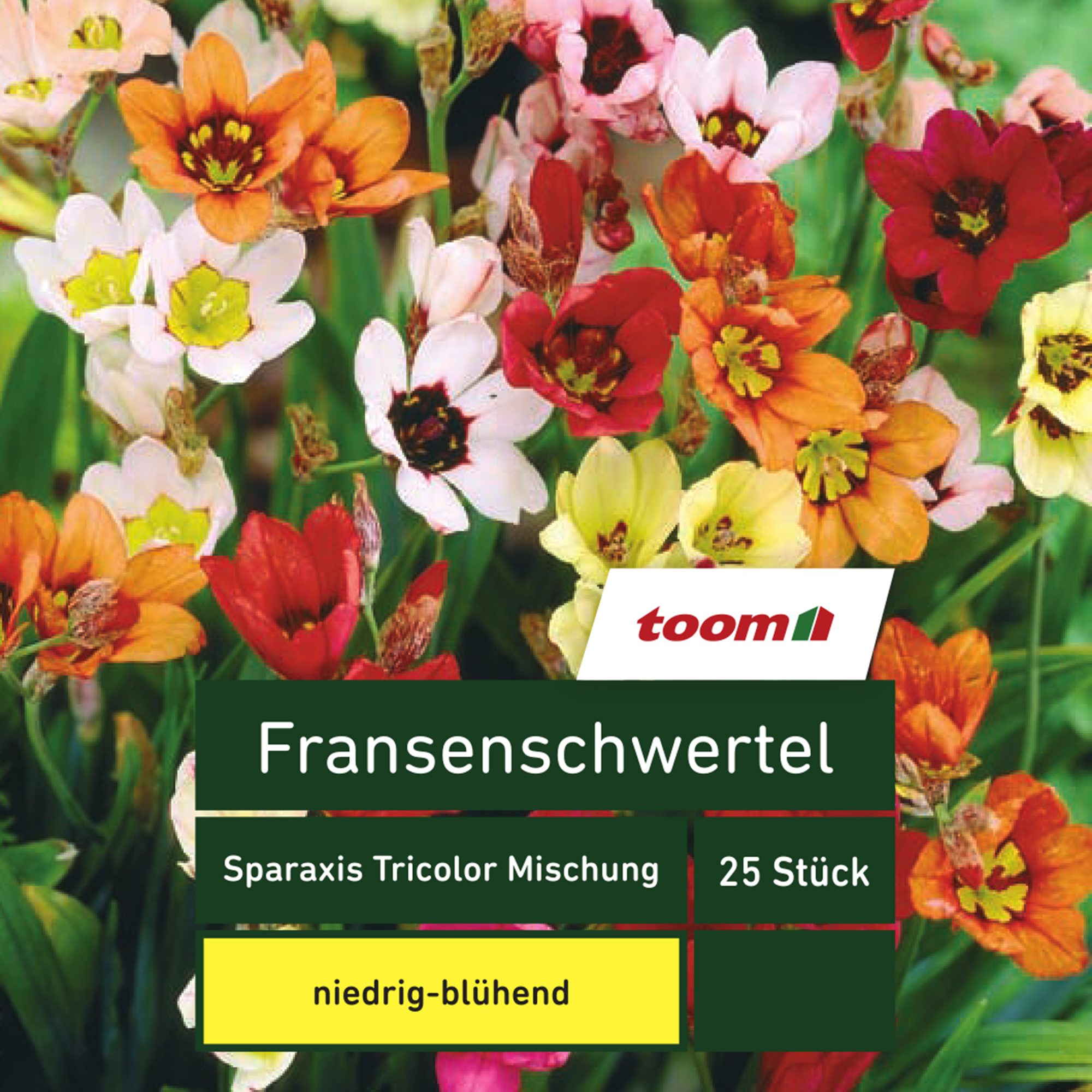 Fransenschwertel 'Sparaxis Tricolor', 25 Stück, mehrfarbig + product picture