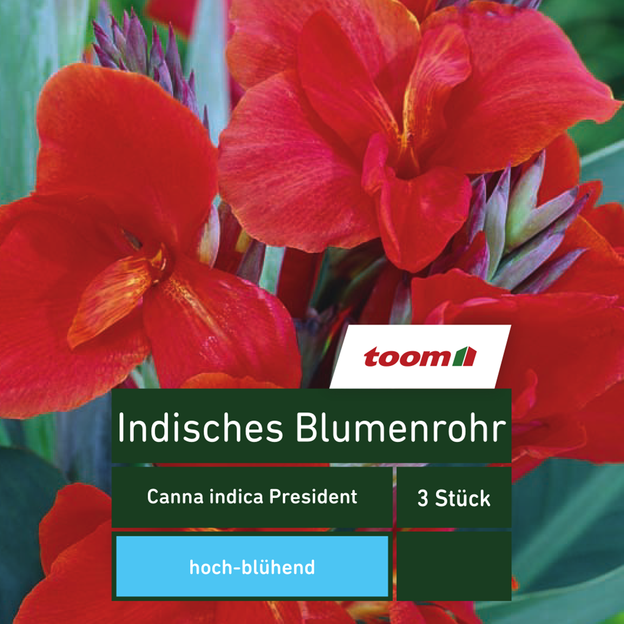 Blumenzwiebel Indisches Blumenrohr 'President' 3 Stück + product picture
