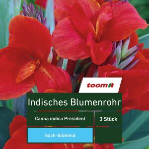 Blumenzwiebel Indisches Blumenrohr 'President' 3 Stück