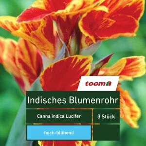 Indisches Blumenrohr 'Canna indica Lucifer', 3 Stück, rot-gelb