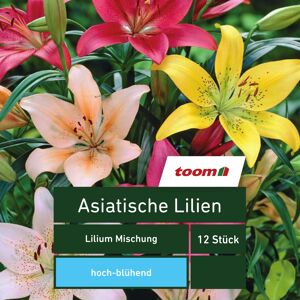 Asiatische Lilien 'Lilium Mischung', 12 Stück, mehrfarbig