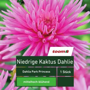 Niedrige Kaktus-Dahlie 'Dahlia Park Princess', 1 Stück, rosa