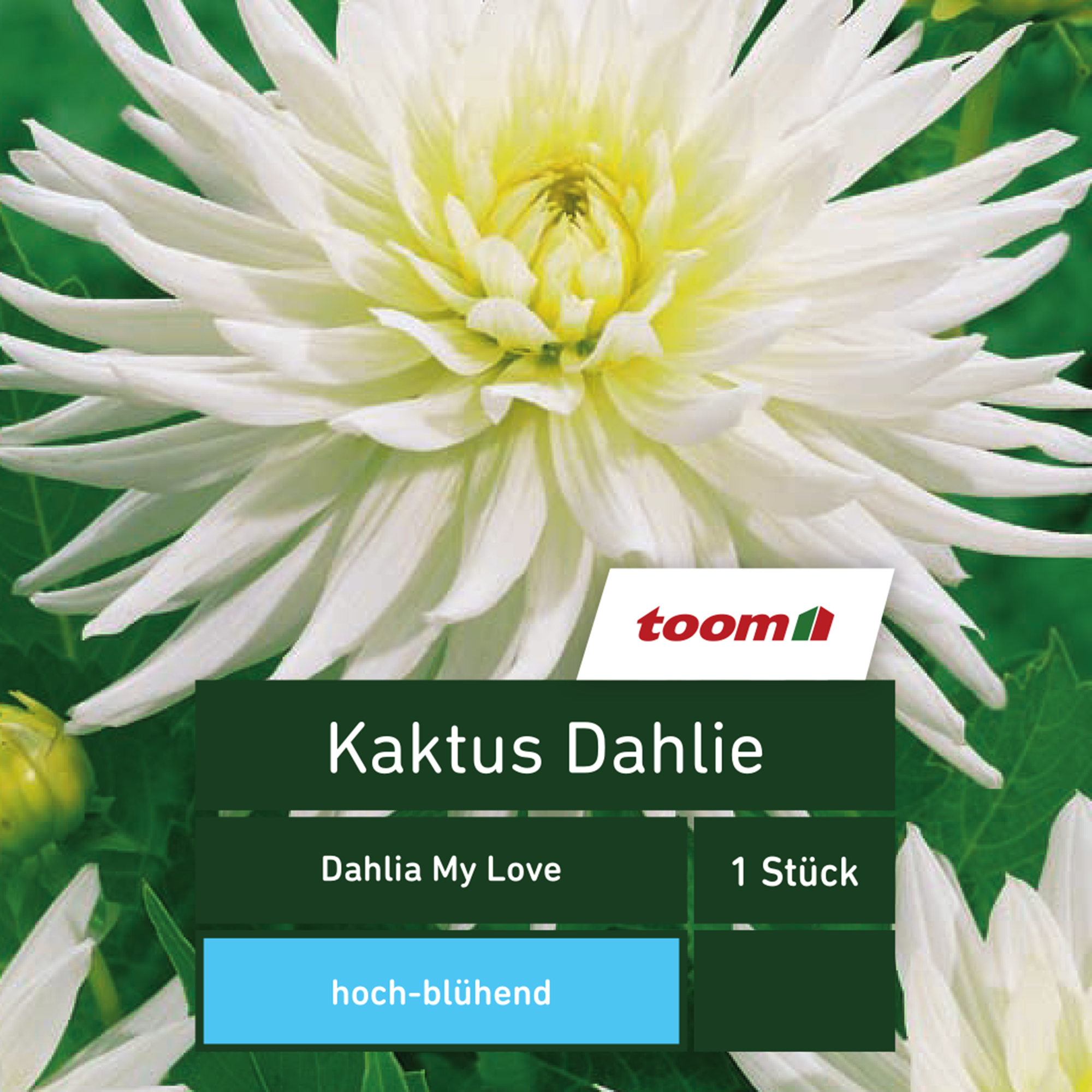 Kaktus-Dahlie 'Dahlia My Love', 1 Stück, weiß + product picture