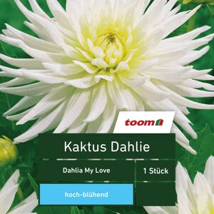 Kaktus-Dahlie 'Dahlia My Love', 1 Stück, weiß