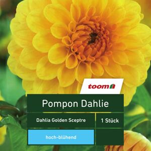 Pompon-Dahlie 'Dahlia Golden Spectre', 1 Stück, gelb