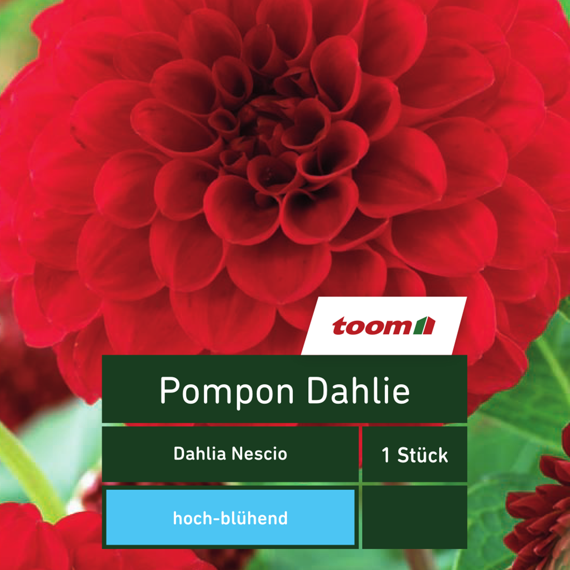 Pompon-Dahlie 'Dahlia Nescio', 1 Stück, rot + product picture