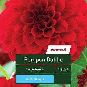 Pompon-Dahlie 'Dahlia Nescio', 1 Stück, rot