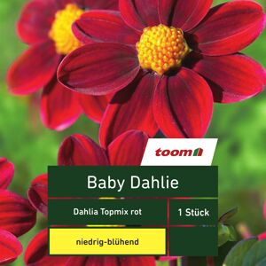 Baby-Dahlie 'Dahlia Topmix', 1 Stück, rot