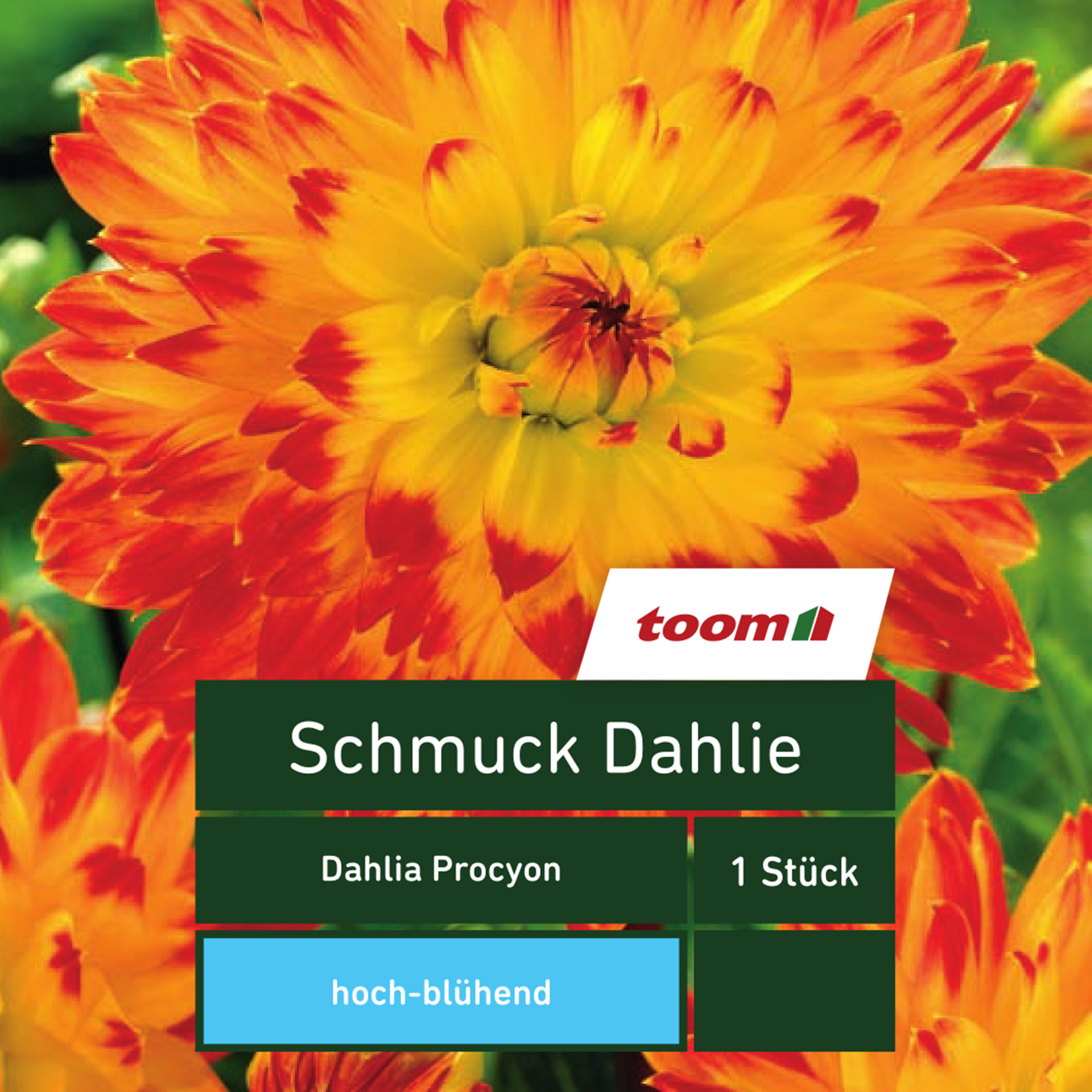 toom Schmuck-Dahlie 'Dahlia Procyon', 1 Stück, gelb-rot