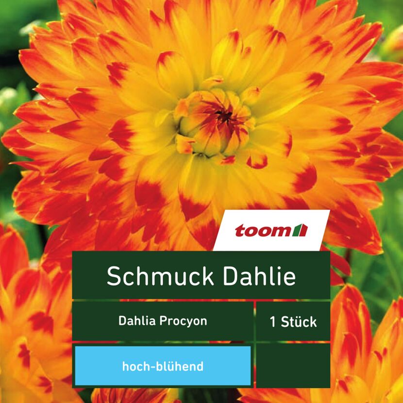 Orange-gelbe Schmuckdahlie