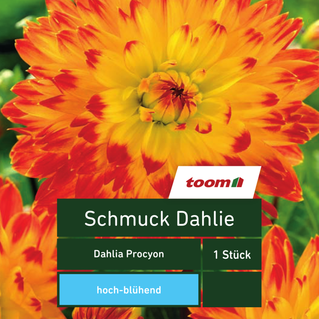 Bild von Schmuck-Dahlie 'Dahlia Procyon', 1 Stück, gelb-rot