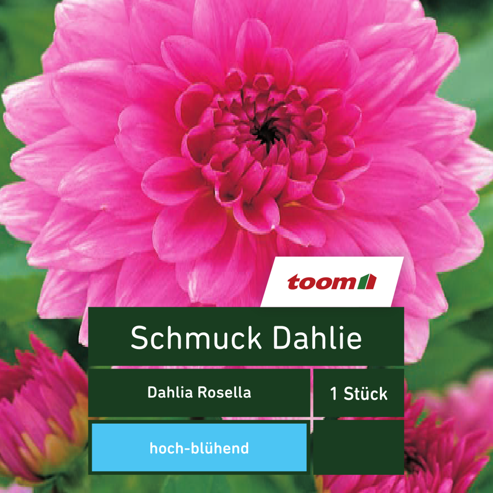 Schmuck-Dahlie 'Dahlia Rosella', 1 Stück, rosa + product picture