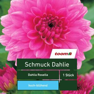Schmuck-Dahlie 'Dahlia Rosella', 1 Stück, rosa