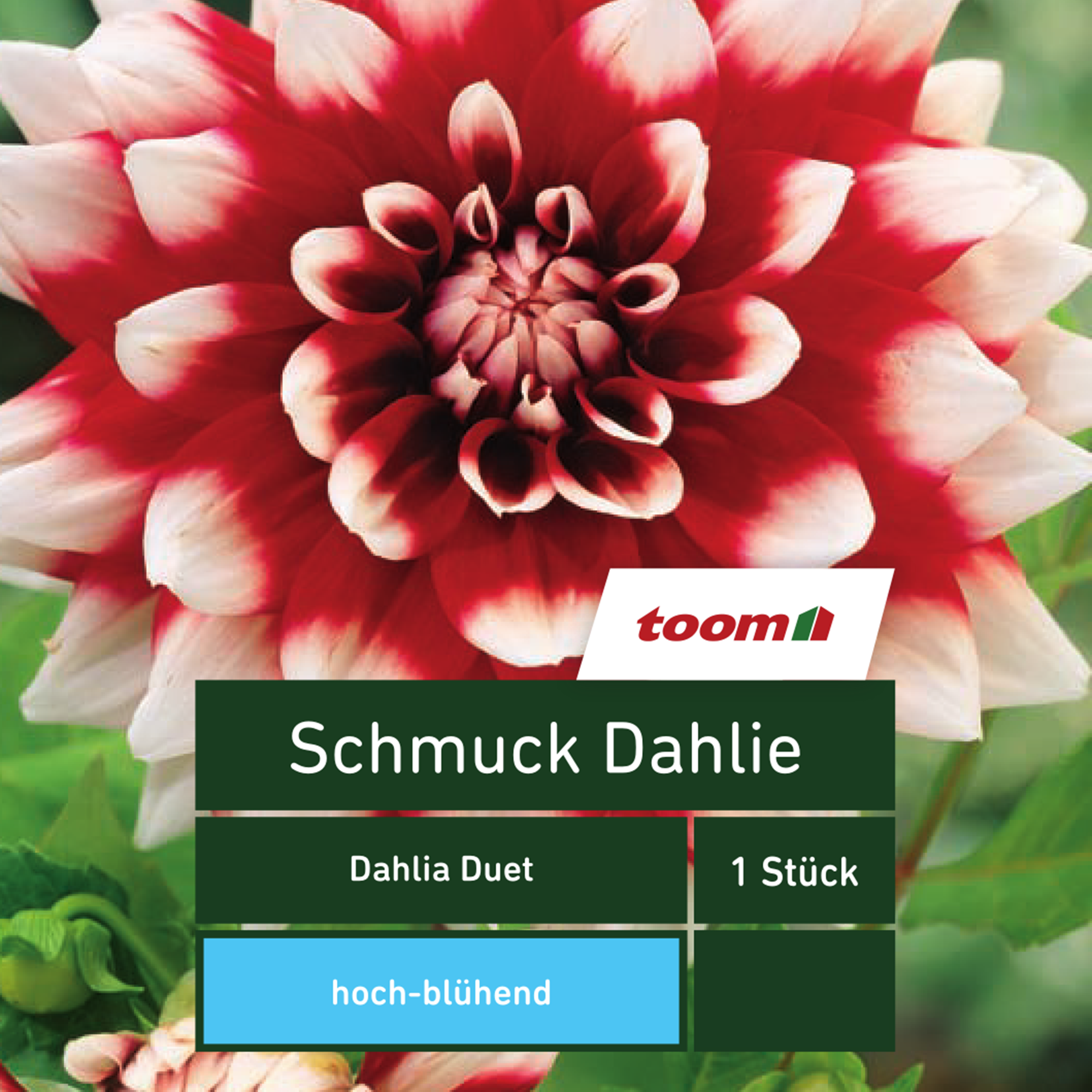 Schmuck-Dahlie 'Dahlia Duet', 1 Stück, rot-weiß + product picture
