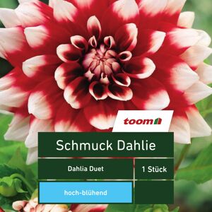 Schmuck-Dahlie 'Dahlia Duet', 1 Stück, rot-weiß