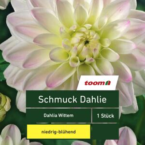 Schmuck-Dahlie 'Dahlia Wittem', 1 Stück, gelb-rosa