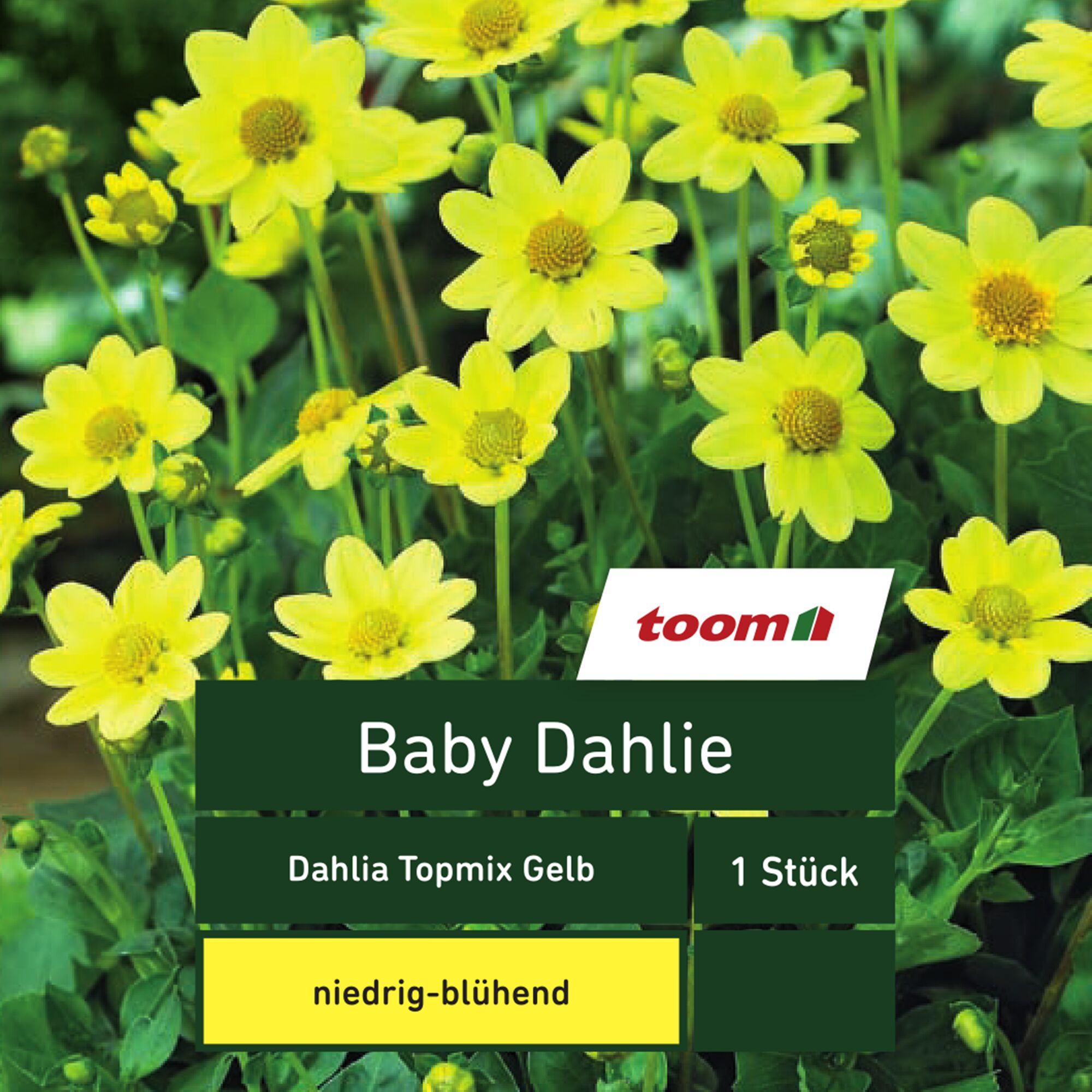 Gelbe Baby Dahlie