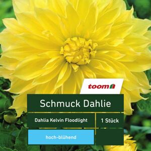 Schmuck-Dahlie 'Dahlia Kelvin Floodlight', 1 Stück, gelb