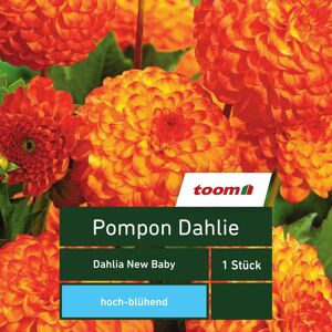 Pompon-Dahlie 'Dahlia New Baby', 1 Stück, orange-gelb