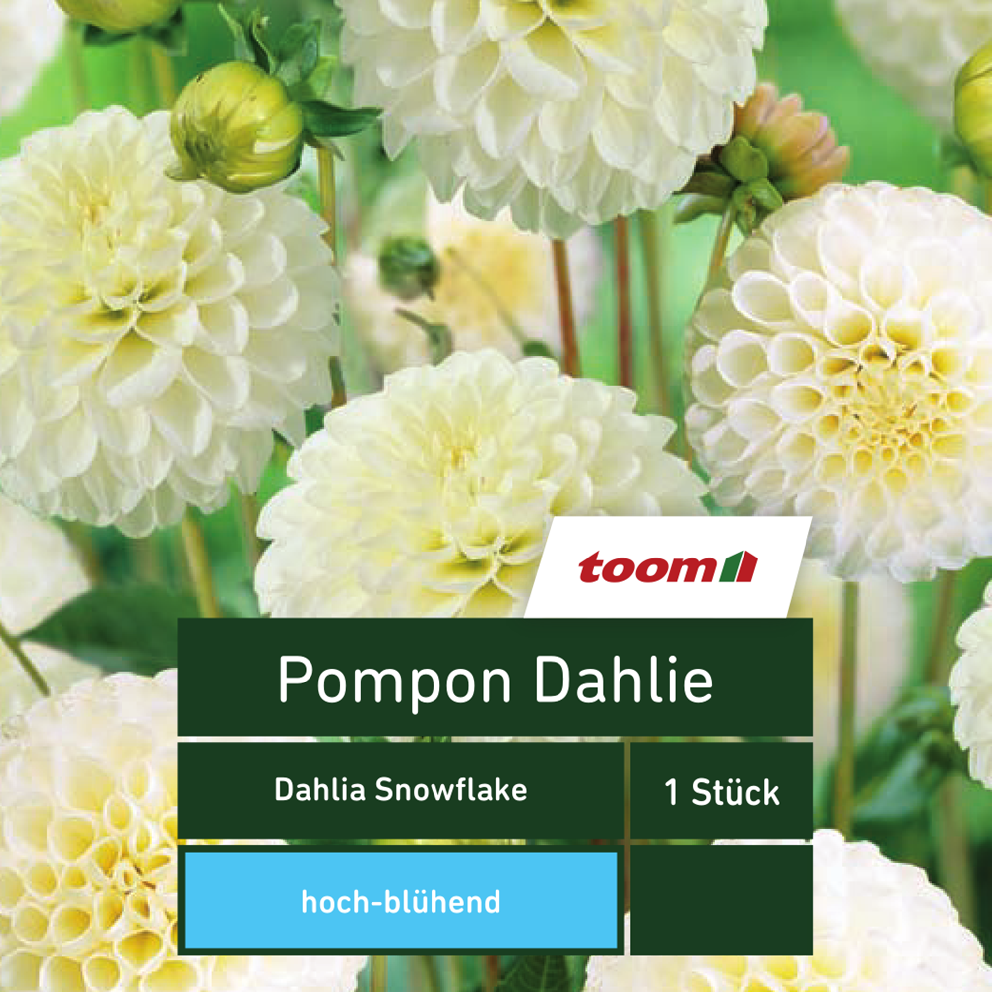 Pompon-Dahlie 'Dahlia Snowflake', 1 Stück, weiß + product picture