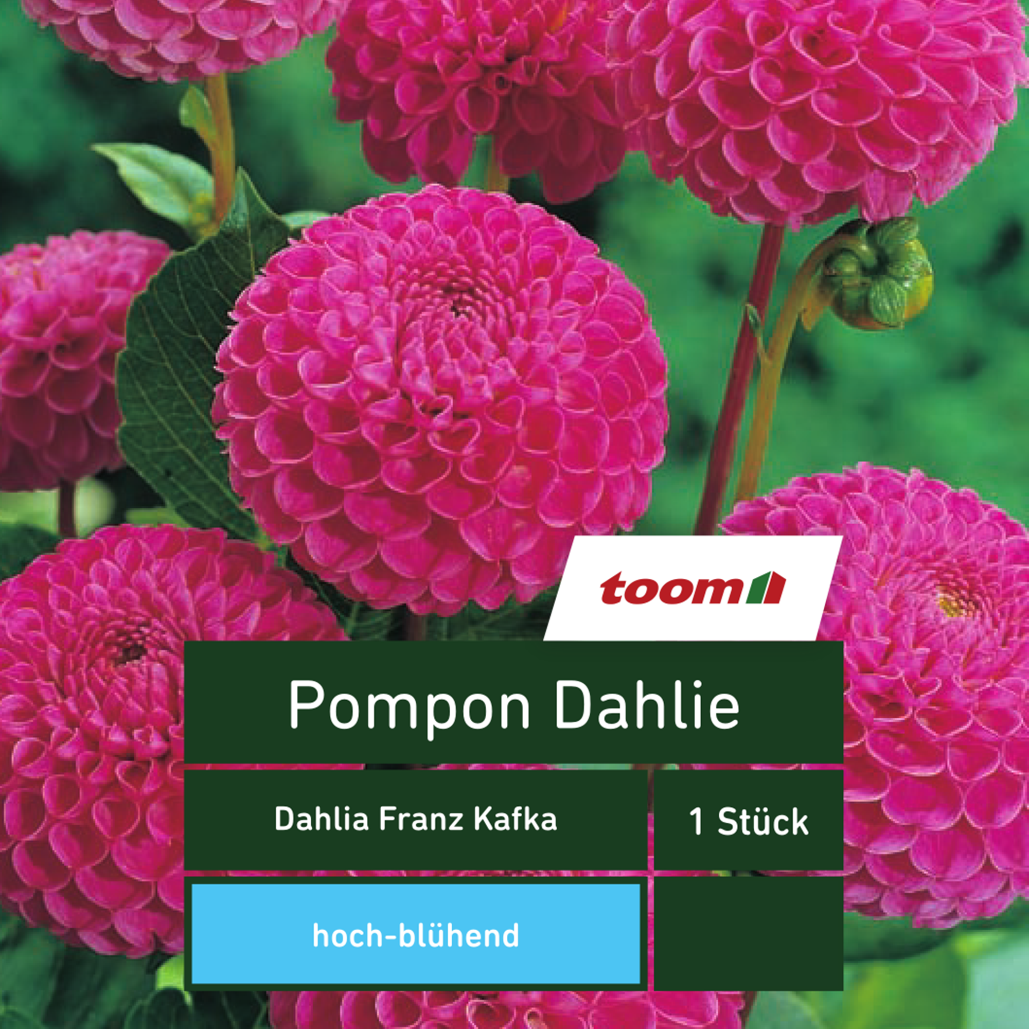 Pompon-Dahlie 'Dahlia Franz Kafka', 1 Stück, rosa + product picture