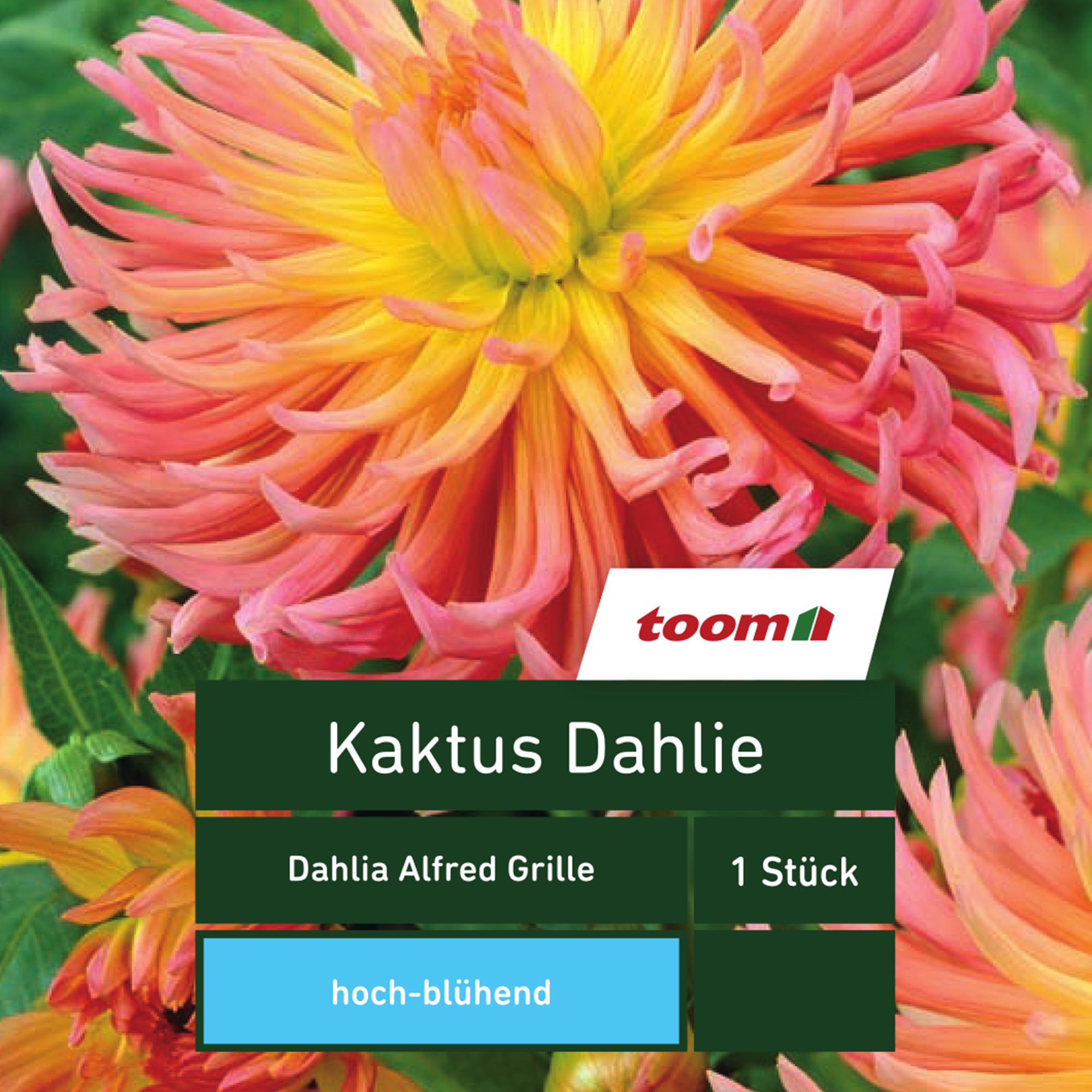 Kaktus-Dahlie 'Dahlia Alfred Grille', 1 Stück, gelb-rosa + product picture