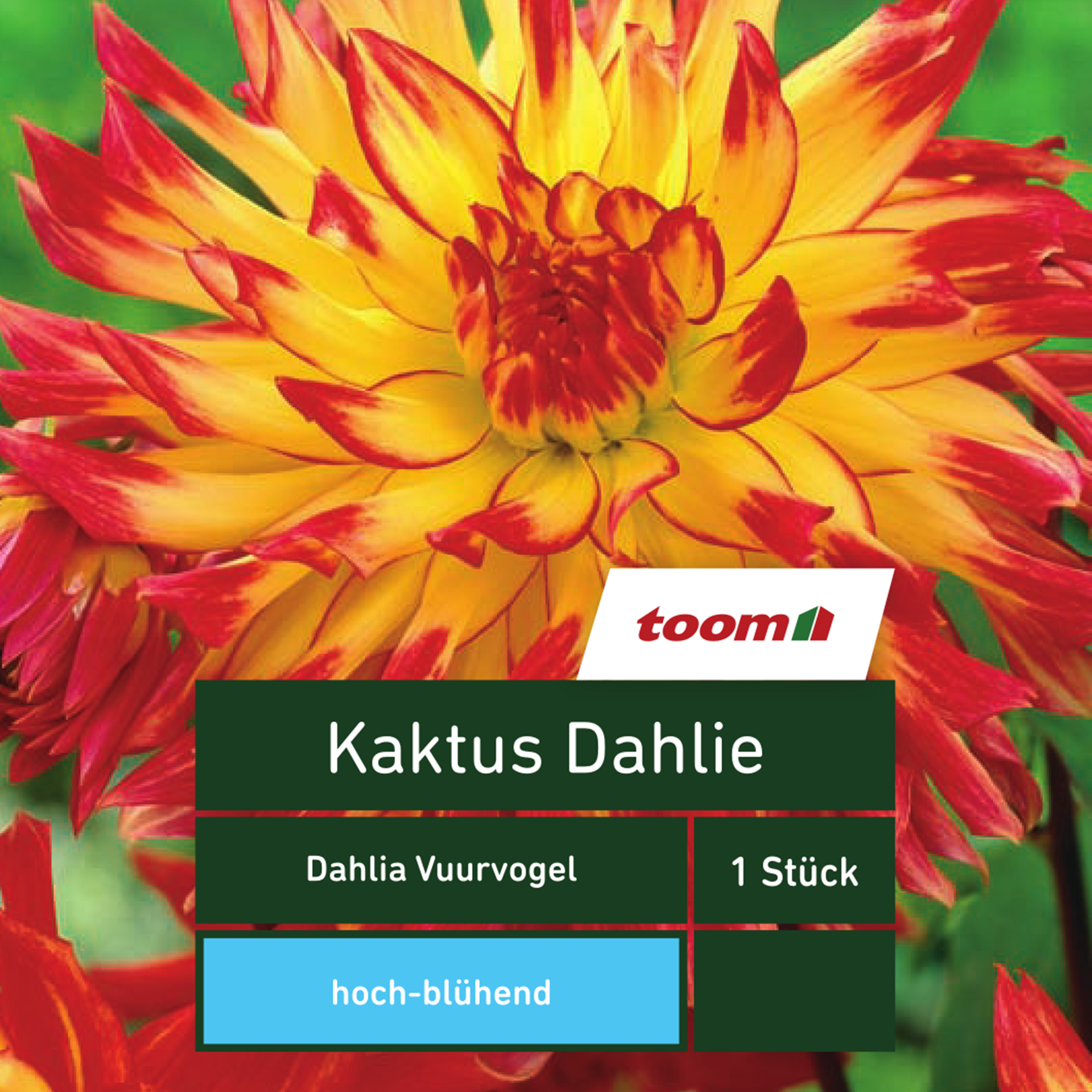 Kaktus-Dahlie 'Dahlia Vuurvogel', 1 Stück, gelb-rot + product picture